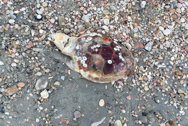Una delle tartarughe ritrovate sulla spiaggia