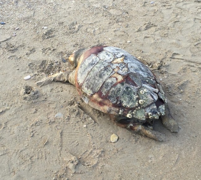 tartaruga mortaportopotenza
