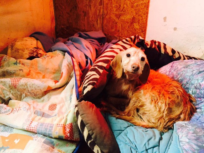 Cani canile coperte4