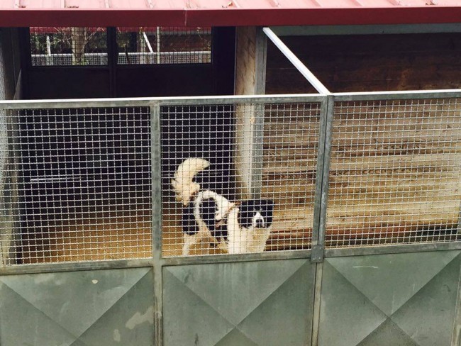 Il cane Bernardo