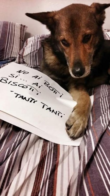 Cani contro i botti di capodanno matelica 11