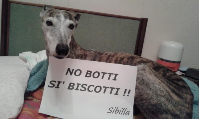 Cani contro i botti di capodanno matelica 12