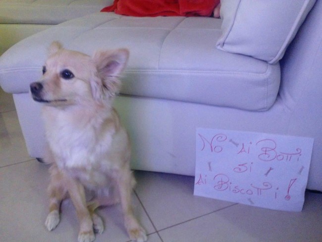 Cani contro i botti di capodanno matelica 2