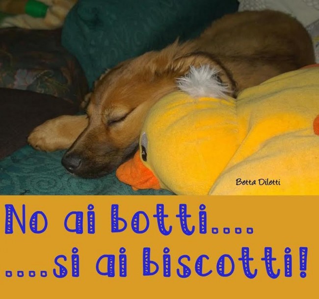 Cani contro i botti di capodanno matelica 3