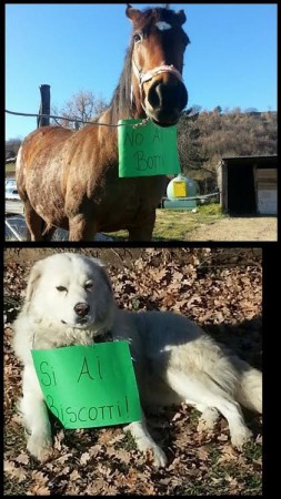 Cani contro i botti di capodanno matelica 4