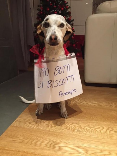 Cani contro i botti di capodanno matelica