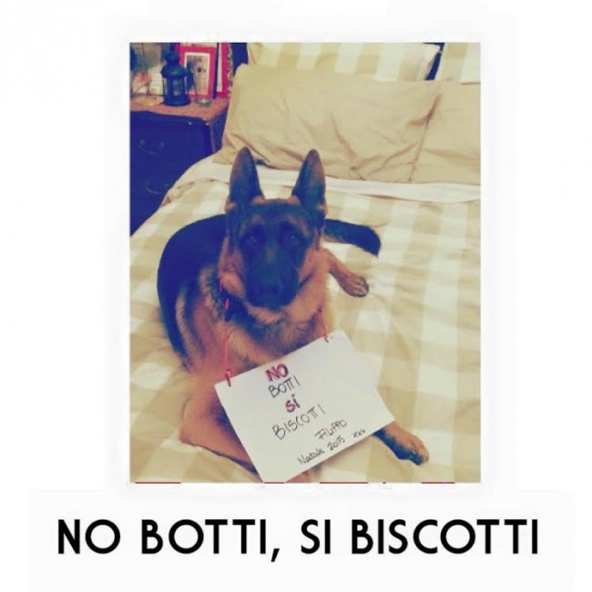 Cani contro i botti di capodanno matelica 5