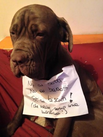 Cani contro i botti di capodanno matelica 6