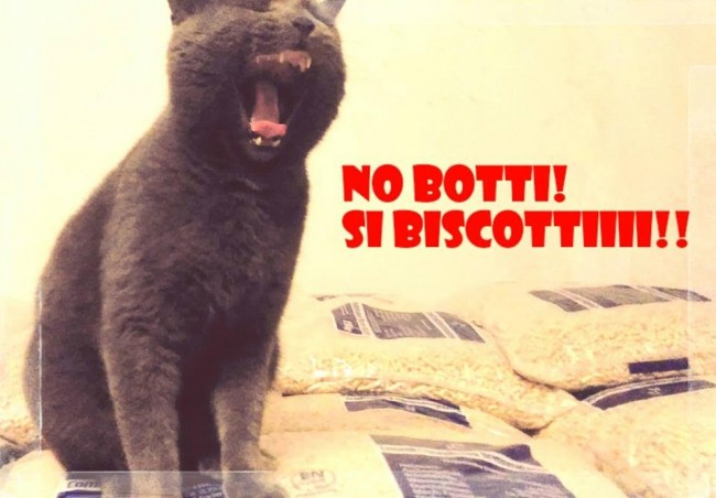 Cani contro i botti di capodanno matelica 7