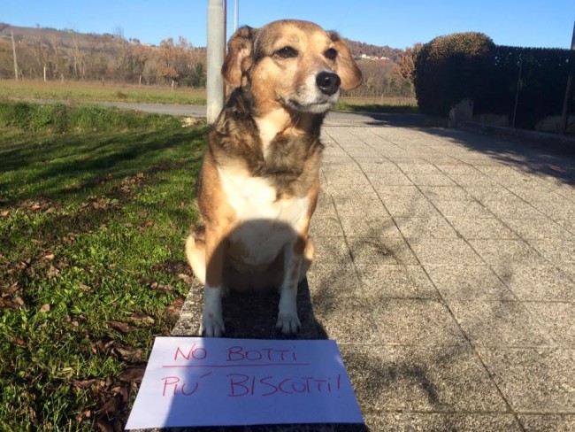 Cani contro i botti di capodanno matelica 8