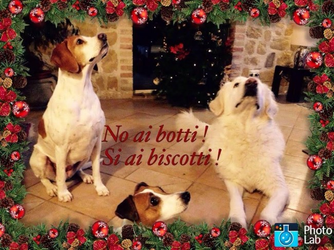 Cani contro i botti di capodanno matelica 9