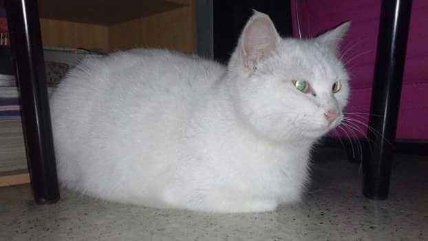 gatto