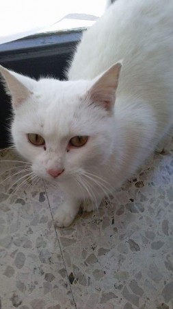 gatto