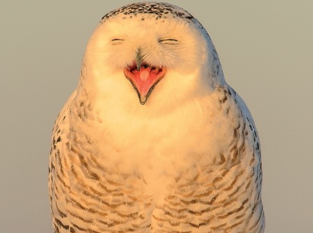Laudata Sii