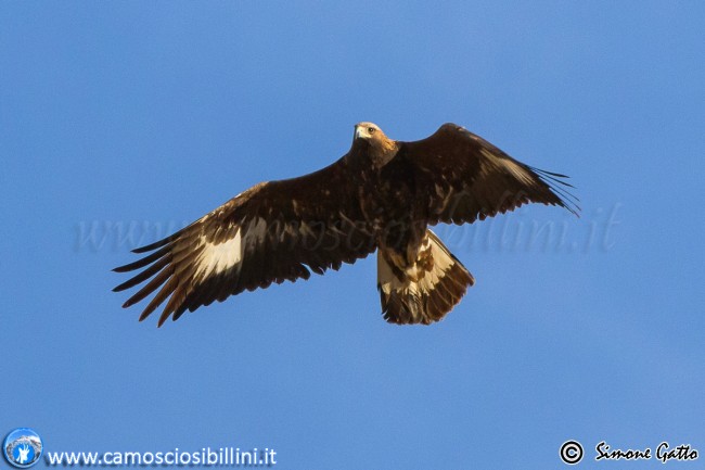 aquila reale simone gatto (1)