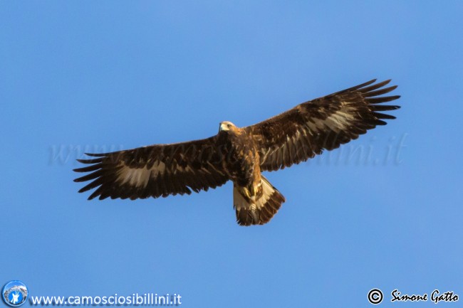 aquila reale simone gatto (2)