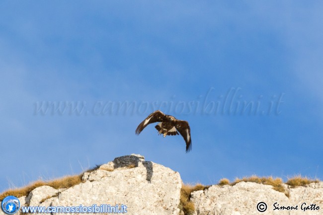 aquila reale simone gatto (4)