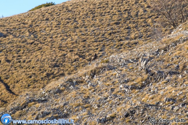 aquila reale simone gatto (5)
