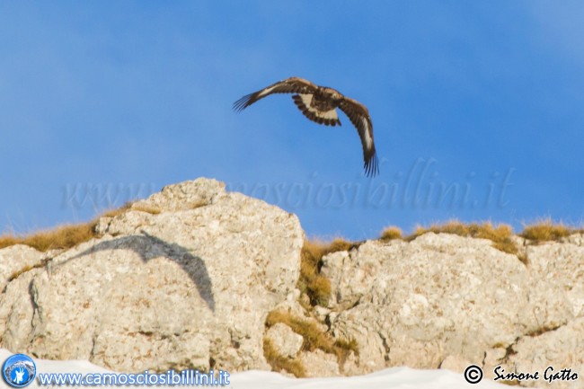 aquila reale simone gatto (6)