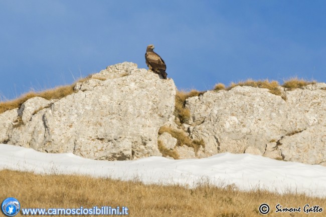 aquila reale simone gatto (7)