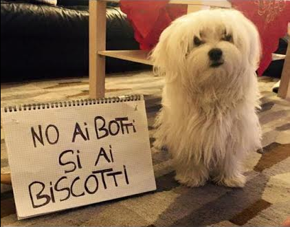 cani contro botti matelica