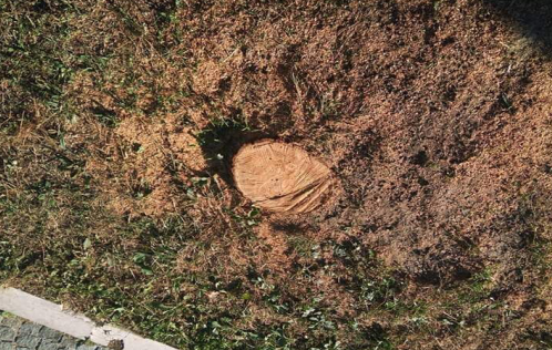 ceppo della pianta tagliata porto recanati