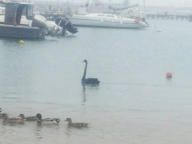 cigno nero civitanova 2