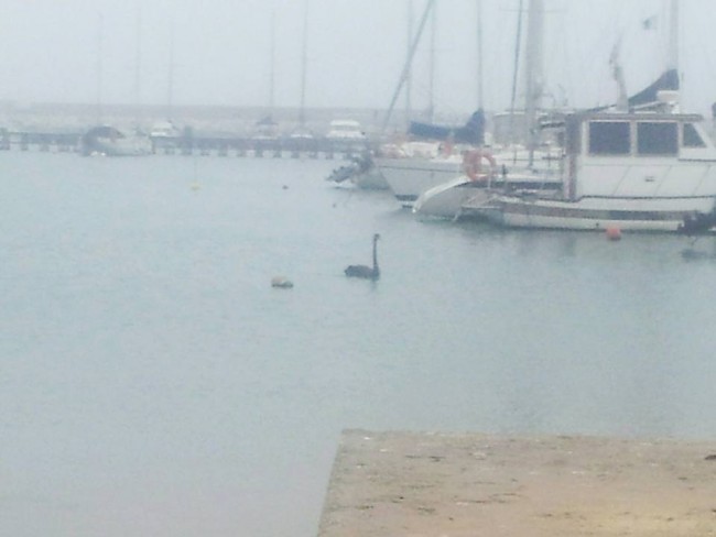 cigno nero civitanova 3