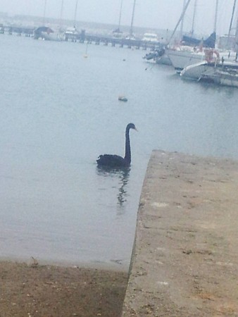 cigno nero civitanova