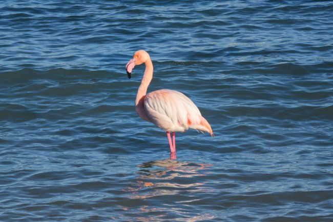 fenicottero rosa - porto - civitanova (1)