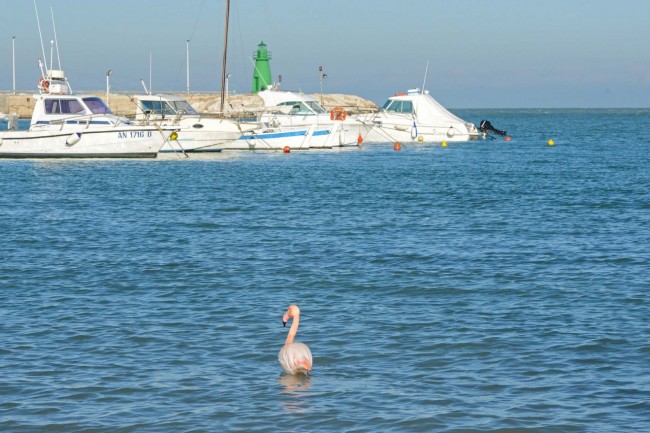 fenicottero rosa - porto - civitanova (2)
