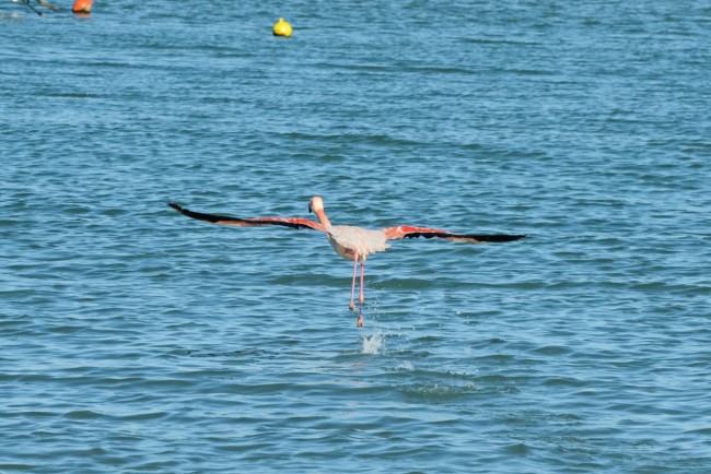 fenicottero rosa - porto - civitanova (4)
