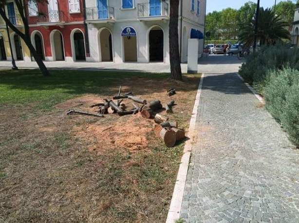 pino abbattuto porto recanati