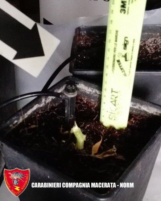 Coltivazione marijuana droga carabinieri (1)