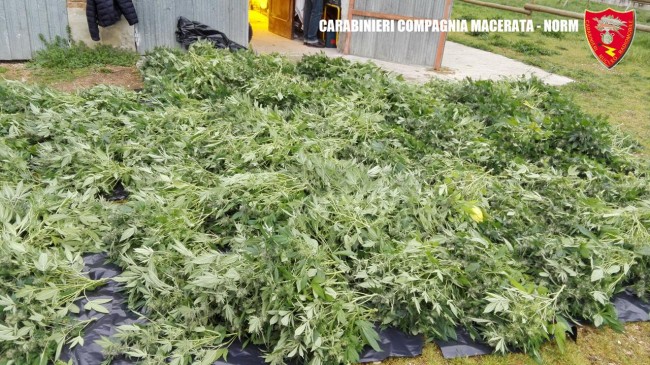 Coltivazione marijuana droga carabinieri (25)