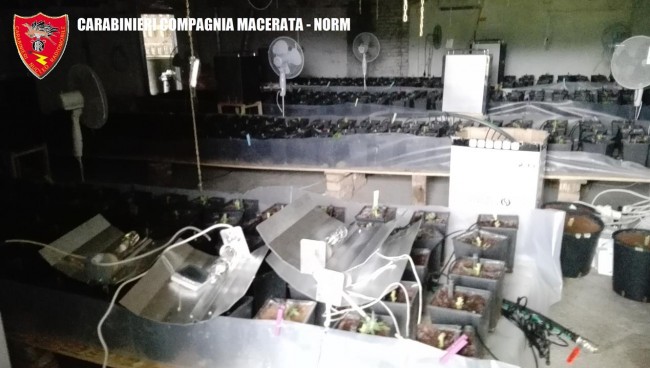 Coltivazione marijuana droga carabinieri (26)