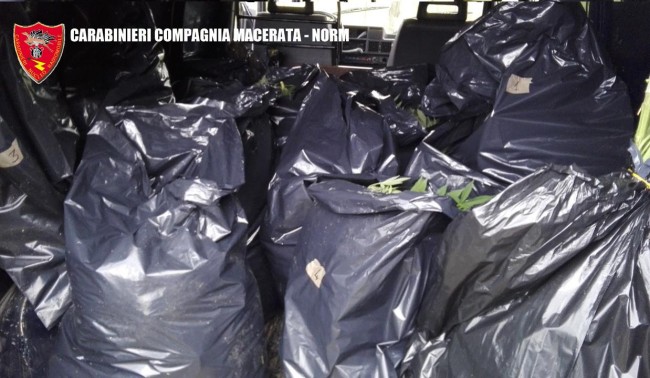 Coltivazione marijuana droga carabinieri (27)