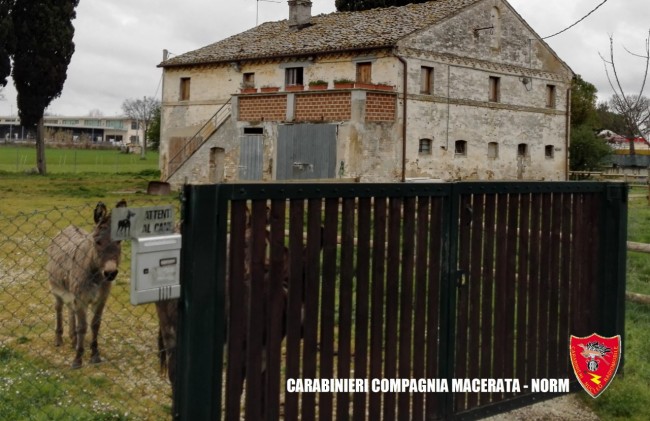 Coltivazione marijuana droga carabinieri (29)