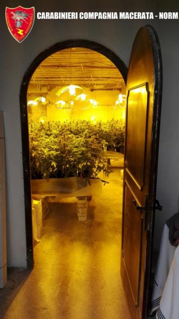Coltivazione marijuana droga carabinieri (34)