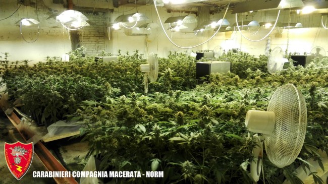 Coltivazione marijuana droga carabinieri (35)