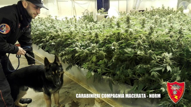 Coltivazione marijuana droga carabinieri (36)