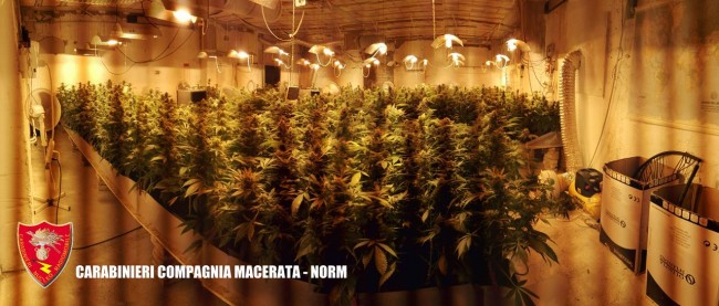 Coltivazione marijuana droga carabinieri (38)