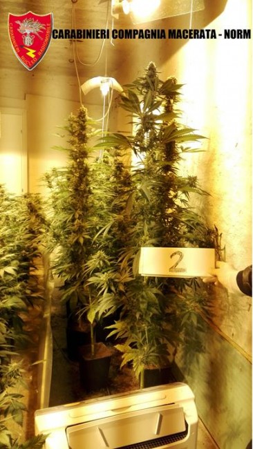 Coltivazione marijuana droga carabinieri (39)