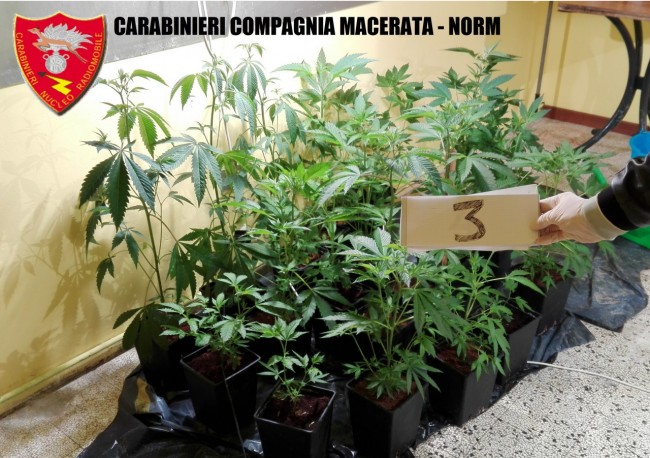 Coltivazione marijuana droga carabinieri (40)