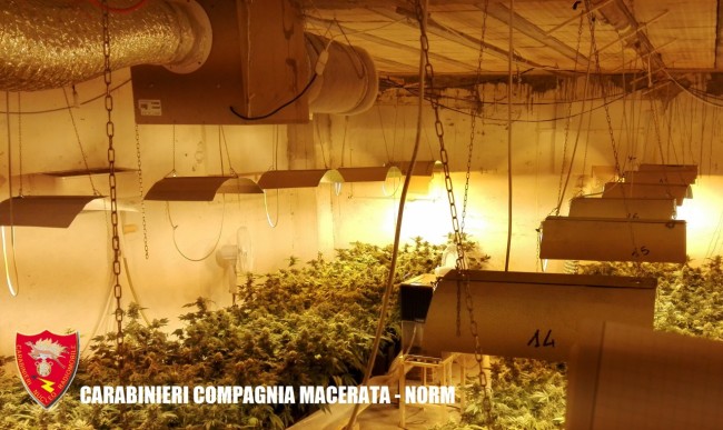Coltivazione marijuana droga carabinieri (41)