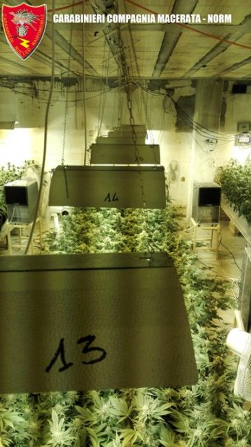 Coltivazione marijuana droga carabinieri (42)