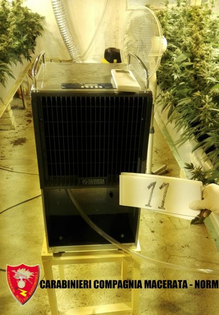 Coltivazione marijuana droga carabinieri (44)
