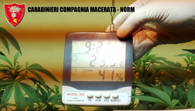 Coltivazione marijuana droga carabinieri (45)