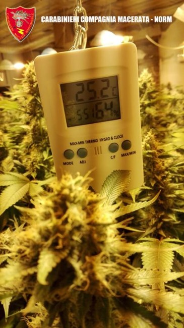 Coltivazione marijuana droga carabinieri (46)