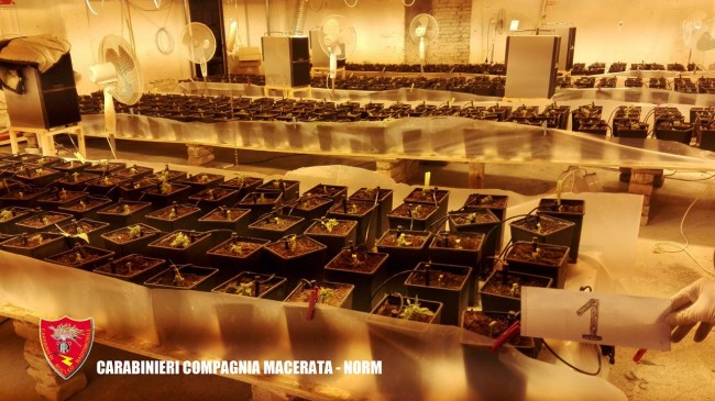 Coltivazione marijuana droga carabinieri (53)